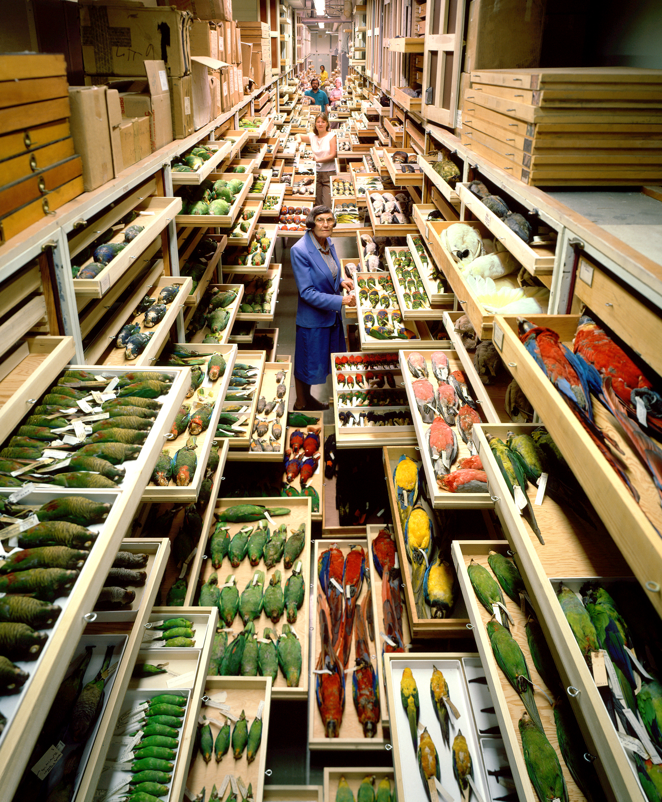 Birds collections from the Department of Vertebrate Zoology are displayed at the Smithsonian Institution's National Museum of Natural History. In the foreground is Roxie Laybourne, a feather identification expert.