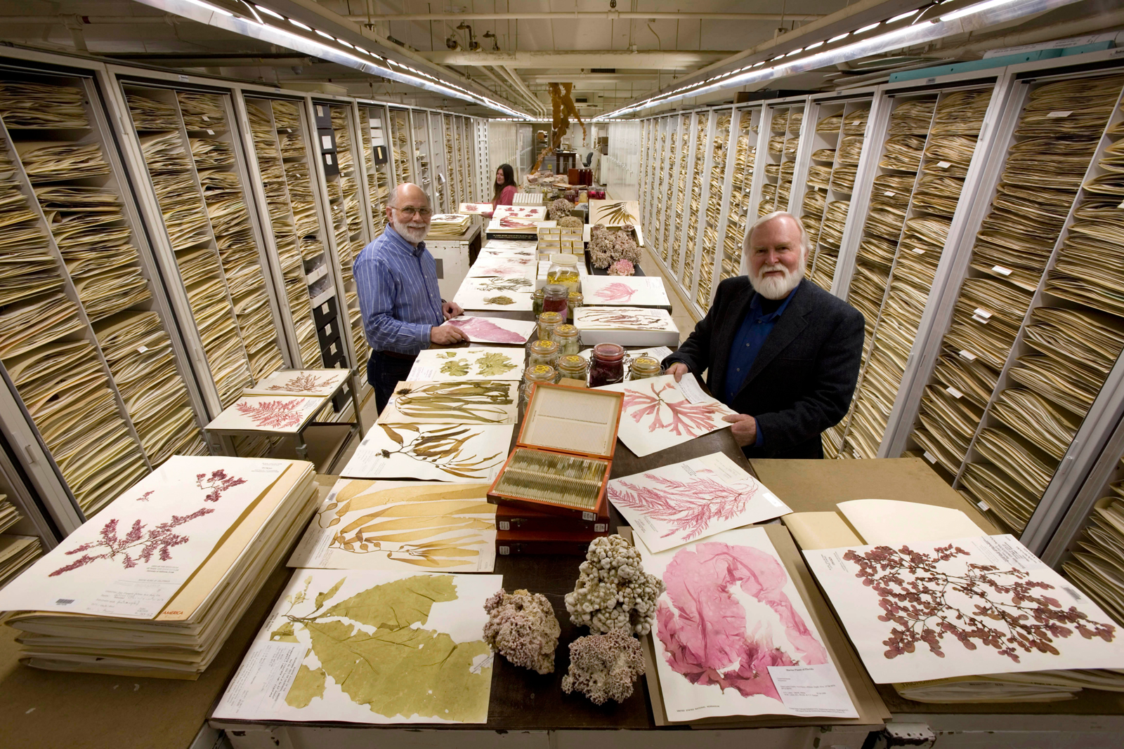 The Botany Department Herbarium at the Smithsonian Institution's National Museum of Natural History, displaying algae specimens, including coraline algae, wet specimens and the usual herbarium sheets. Featured researchers:  Dr. James Norris (right, front), his research assistant Bob Sims (left, front), and associate researcher, Katie Norris (left, back).