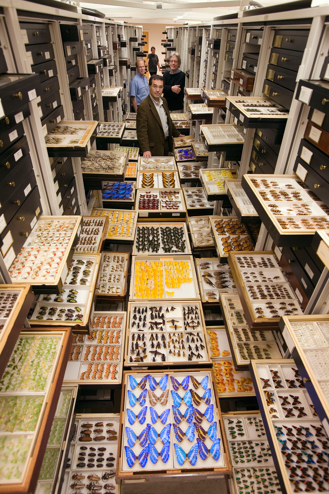 A presentation of entomology specimens arranged within one aisle of the Entomology Department compactor collection cabinets at the Smithsonian Institution's National Museum of Natural History.  Designed to illustrate the size and scope of the Entomology collection. May 9, 2006. Featured researchers:  Dr. David Furth, Collections Manager;  Dr. Ted Schultz, Research Entomologist;  Dr. Jonathan Coddington, Senior Scientist;  Patricia Gentili-Poole, Museum Technician.